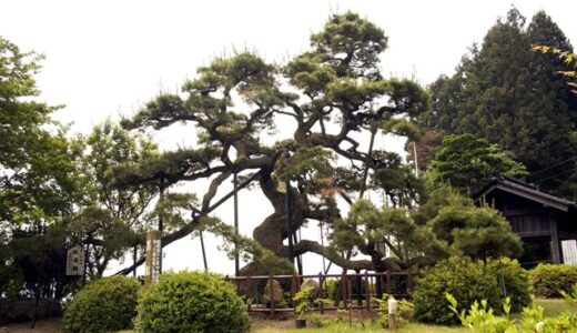光明寺の黒松 (町指5 高森町天然記念物)