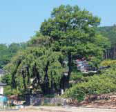橋都家墓地の槙の木と枝垂桜 (町登4 高森町登録文化財)