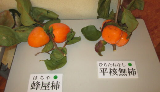 高森町で作られている柿の種類は・・・