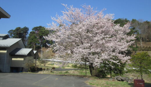 新年度スタート　桜満開で！