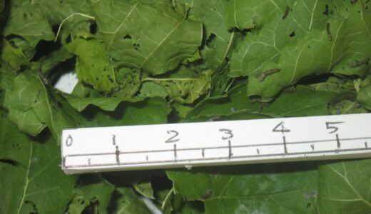 お蚕様日記～6月18日（土）