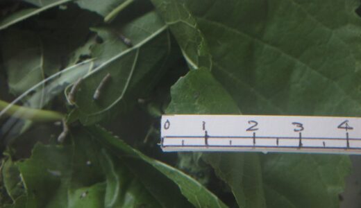 お蚕様日記～6月23日（木）