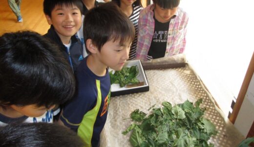 お蚕様日記～6月29日（水）