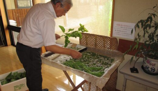 お蚕様日記～7月12日