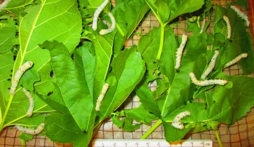 お蚕様、大きくなる　（三齢）