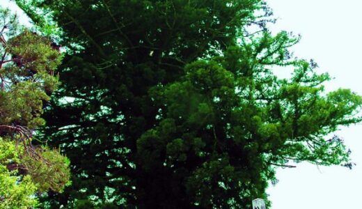 松岡古城跡と一本杉(夫婦杉)
