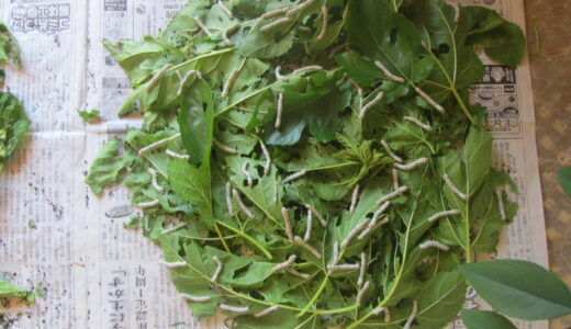 お蚕様日記　6月25日