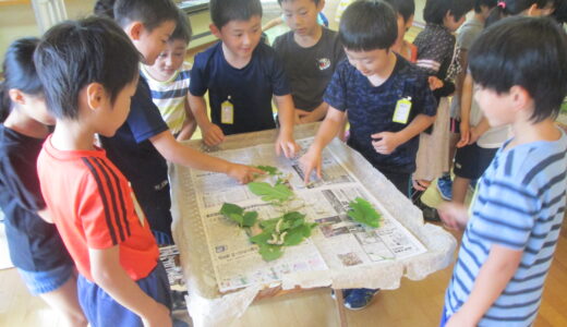 小学校３年生がお蚕さまの学習に来ました。