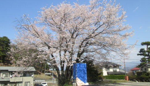 資料館の桜　満開